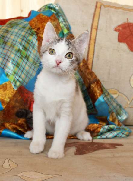 Фунтик в шапочке. Котенок в дар в Калуге фото 4
