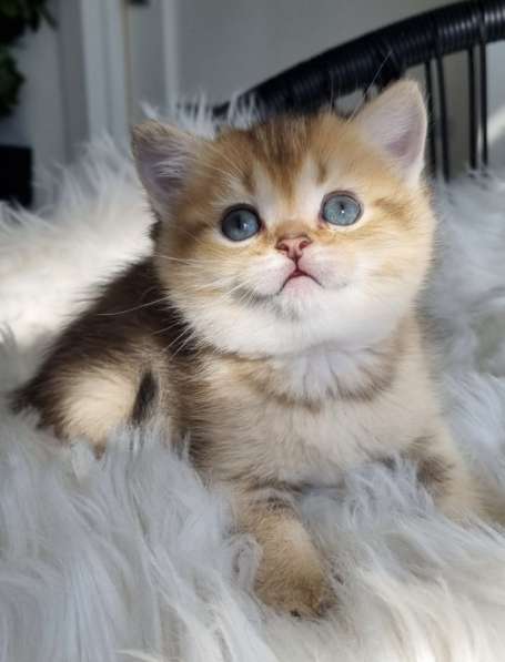 Британский котенок золотая шиншила в фото 6