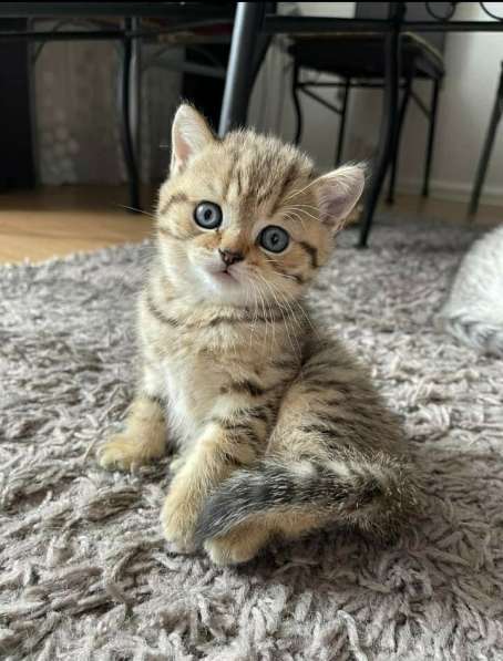 Британские котята в фото 6