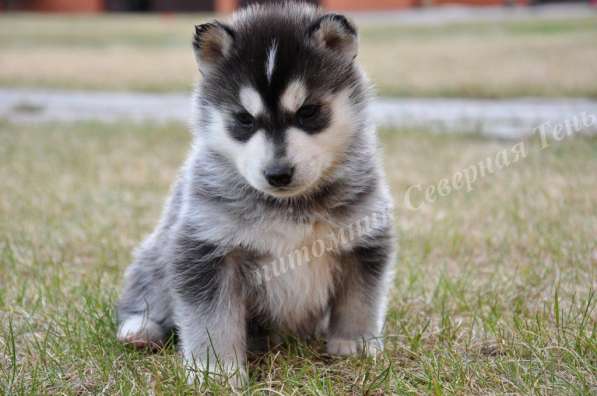 Две высокопородные девочки Хаски от Чемпионов! в Тюмени фото 23