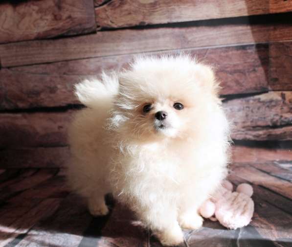 Female pomeranian puppy