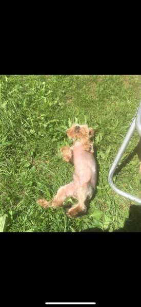 Вязка мини Йорк в Санкт-Петербурге фото 26