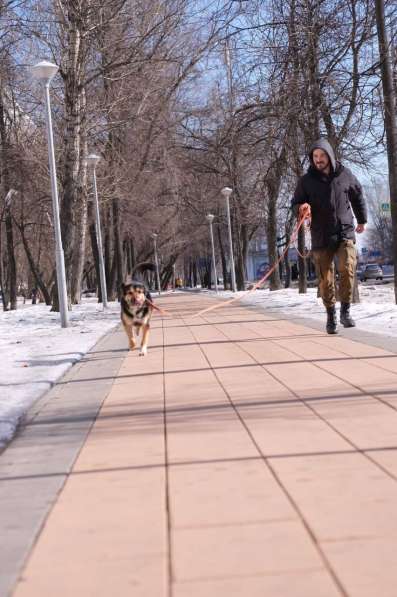 Арчи - умный пёс с непростой судьбой в добрые руки! в Москве