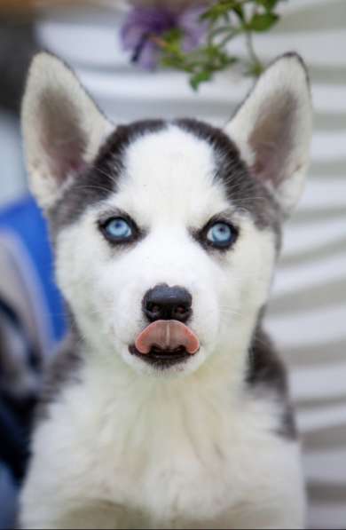 Продажа породистых щенков Хаски в Москве фото 10