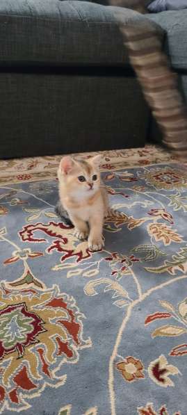 Scottish Golden Chinchilla в фото 8