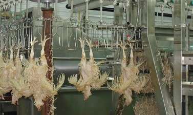 Продам комплекс переработки мяса птицы, пл. 37820 кв. м