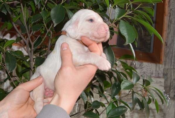 Английский сеттер щенки из элитного питомника в Москве фото 18