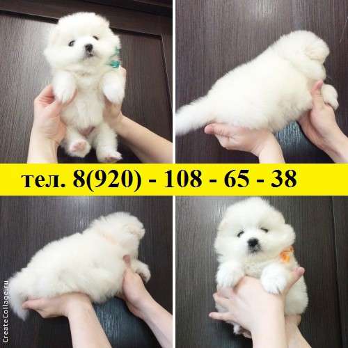 Белоснежные малыши самоеда