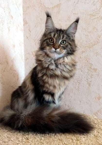 Апельсинки к Новому Году в Рязани фото 96