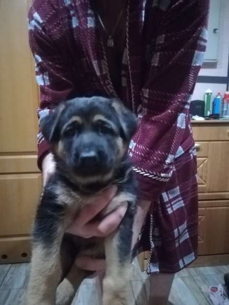 УМНАЯ И ИСПОЛНИТЕЛЬНАЯ ДЕВОЧКА НЕМЕЦКОЙ ОВЧАРКИ в фото 5