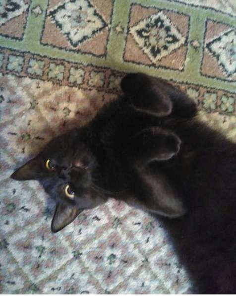 Отдам котенка Девочка, черная полностью в Красноярске фото 3