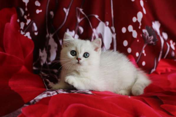 Британские котята в фото 3