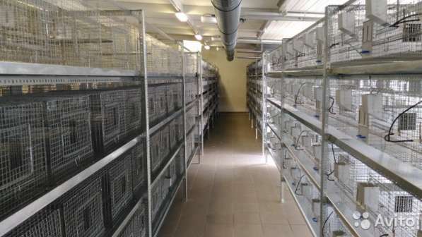 Приглашаем партеров - малый бизнес-ферма шиншилл в Волгограде фото 3