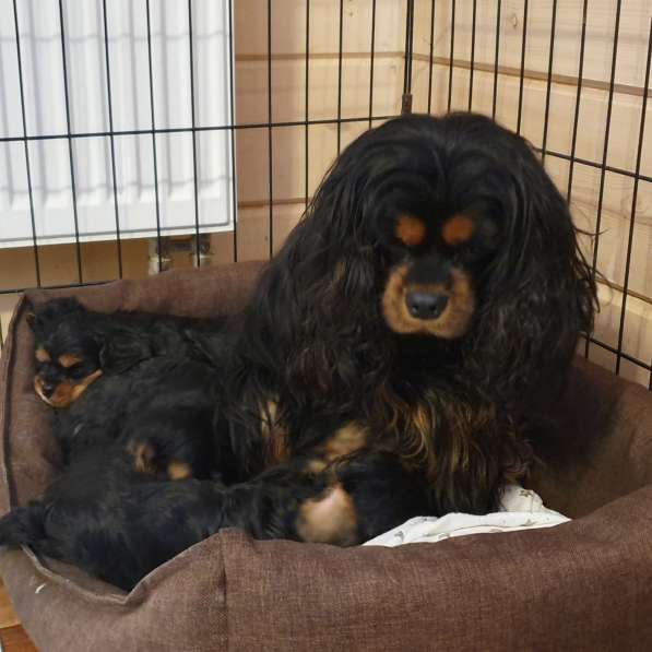 Щенки кавалер кинг чарльз спаниель в Москве фото 4