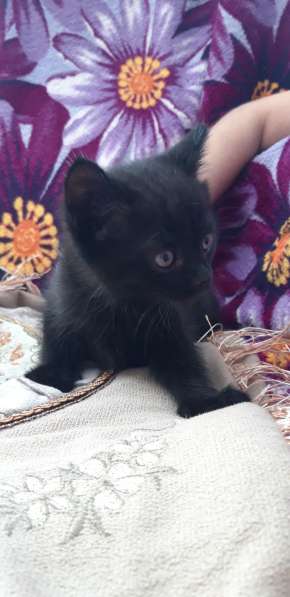 Котёнок отдам даром в Воронеже фото 5