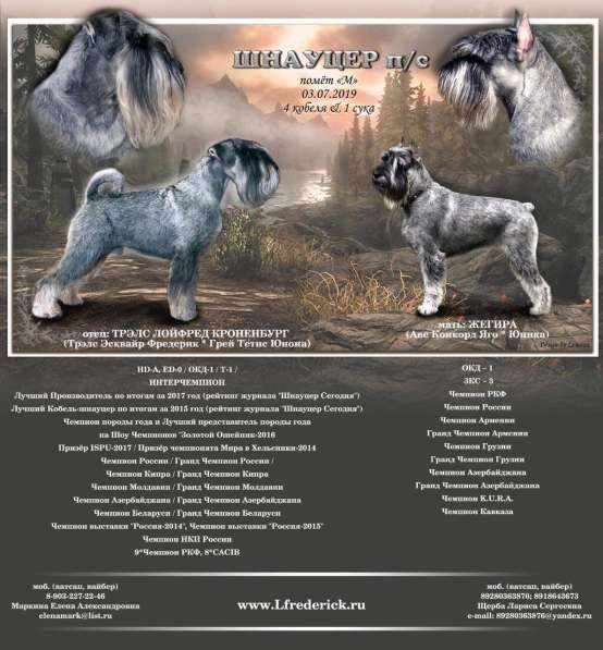 ЩЕНКИ МИТТЕЛЬШНАУЦЕРА в Краснодаре фото 4