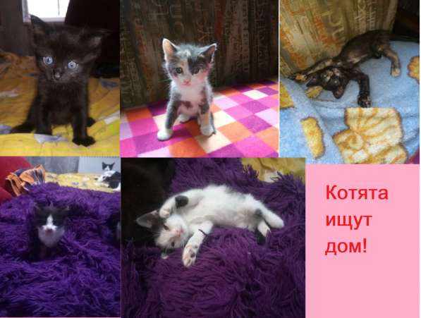 Отдам котят. Севастополь в Севастополе фото 5