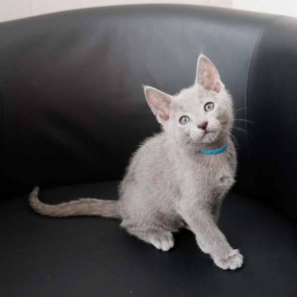 Котята Русская голубая в Тюмени фото 26