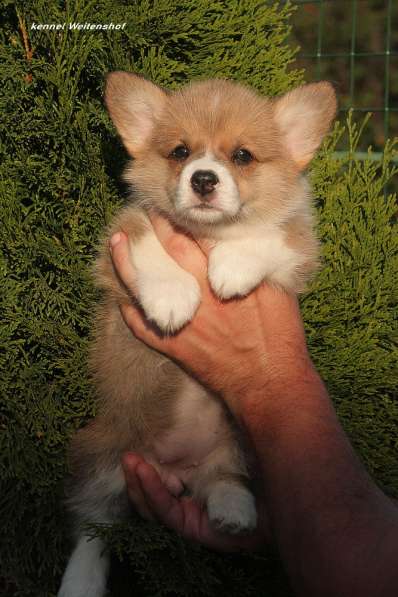 Щенки вельш корги пемброк из питомника в Москве фото 23