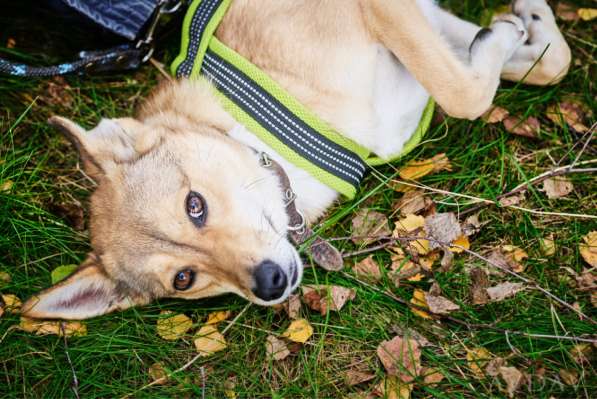 Веселая, озорная Эри ищет семью в Москве фото 10