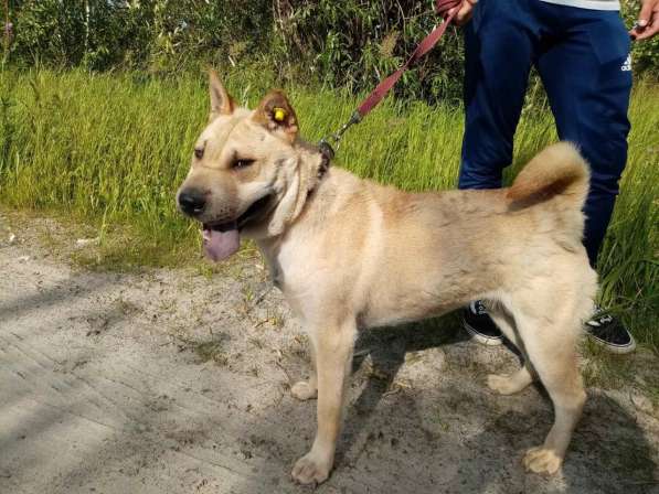 Метис шарпея, обаятельная собака ищет дом в Санкт-Петербурге фото 4