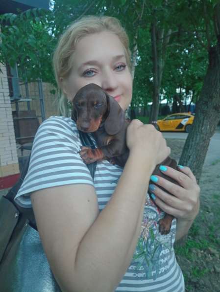 Таксы кроличьи от чемпионов в Москве фото 5