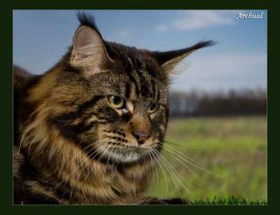 Чистокровные котята Мейн кун в Ханты-Мансийске фото 10