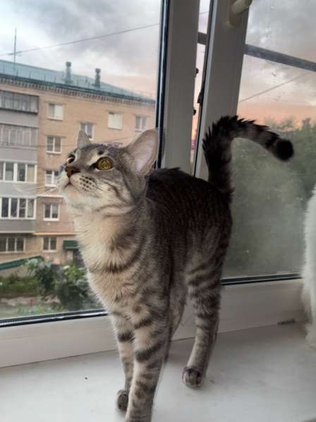 Отдам кота в добрые руки