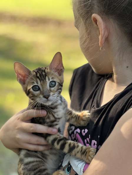 Бенгальские котята снежного окраса в фото 6