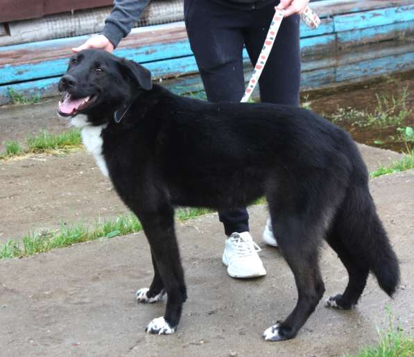 Собака-компаньон Туман мечтает о семье и доме!!! в Москве фото 8