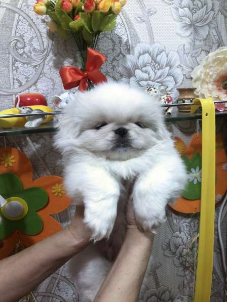 Пекинес белоснежный в фото 3