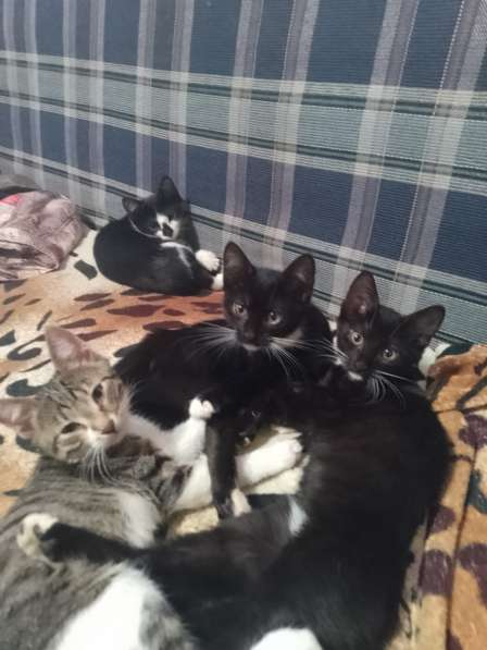 Отдаëм котëнка в добрые руки (мальчик 3 месяца) в Реутове фото 6