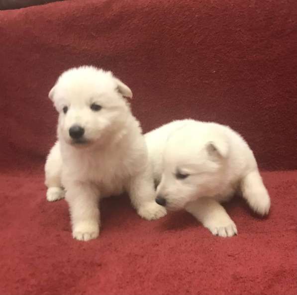 Щенки белой швейцарской овчарки в Симферополе фото 3