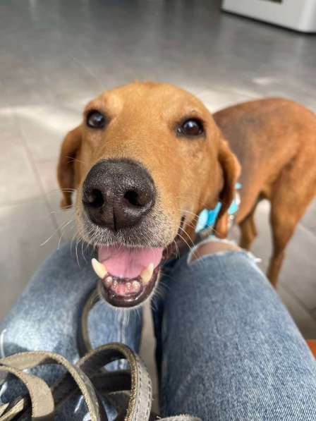 Рыжулик- метис русской гончей в добрые руки! в Москве фото 8