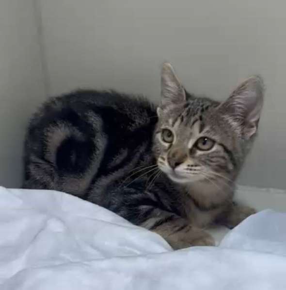 Мраморный котёнок Чип в добрые руки в Москве фото 3