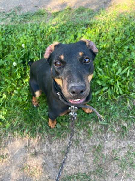 Отдам собаку в Коврове фото 3