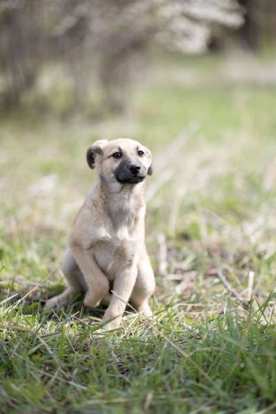 Ласковые щенята в Санкт-Петербурге фото 21