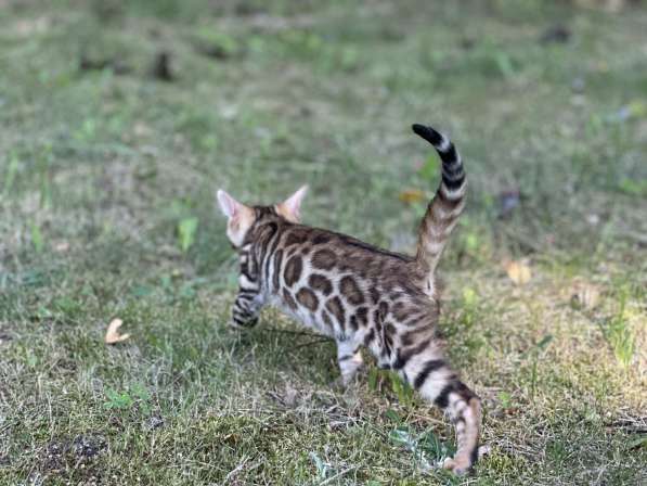 Бенгальские котята снежного окраса в фото 15