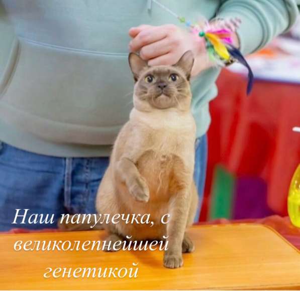 Котята Бурма в Красноярске