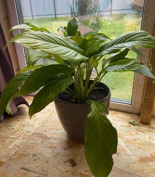 Цветы в Чехове фото 5