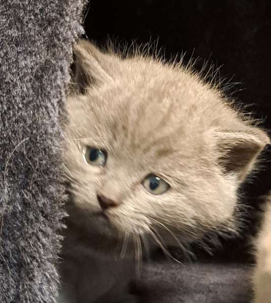 Продаю BKH лиловаго котёнка в