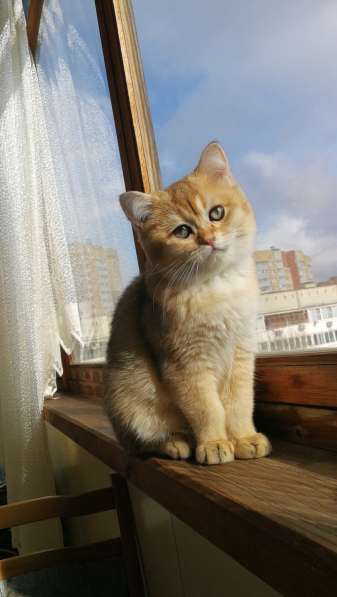 Шотландская золотая шиншилла в Обнинске фото 5