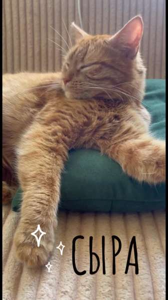 Умная кошка ищет хозяев в Ростове-на-Дону