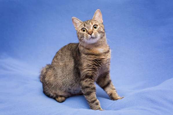 Очаровательная полосатая кошечка Джуля в добрые руки в Москве фото 10