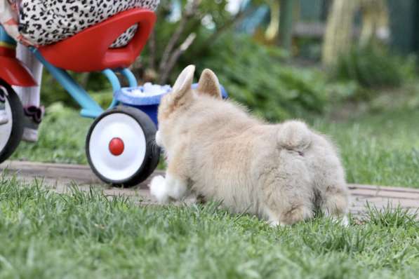 Вельш корги пемброк в Москве фото 6