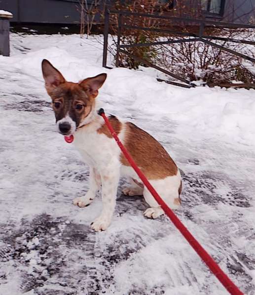 Маленькая и ласковая собачка, диванный вариант