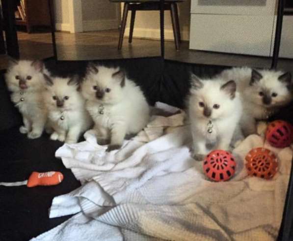 Ласкуши девочки Рэгдолл