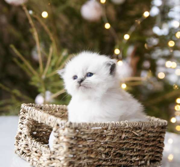 Милейшие девочки Рэгдолл в Санкт-Петербурге фото 3