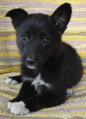 Щенки 2,5 месяца, мальчики в Санкт-Петербурге фото 6