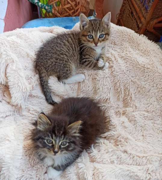 Котята в добрые руки. 1,5 мес в Москве фото 5
